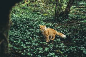 Nicolas CASTANO - CONSCIENCE SAUVAGE | NICOLAS CASTANO